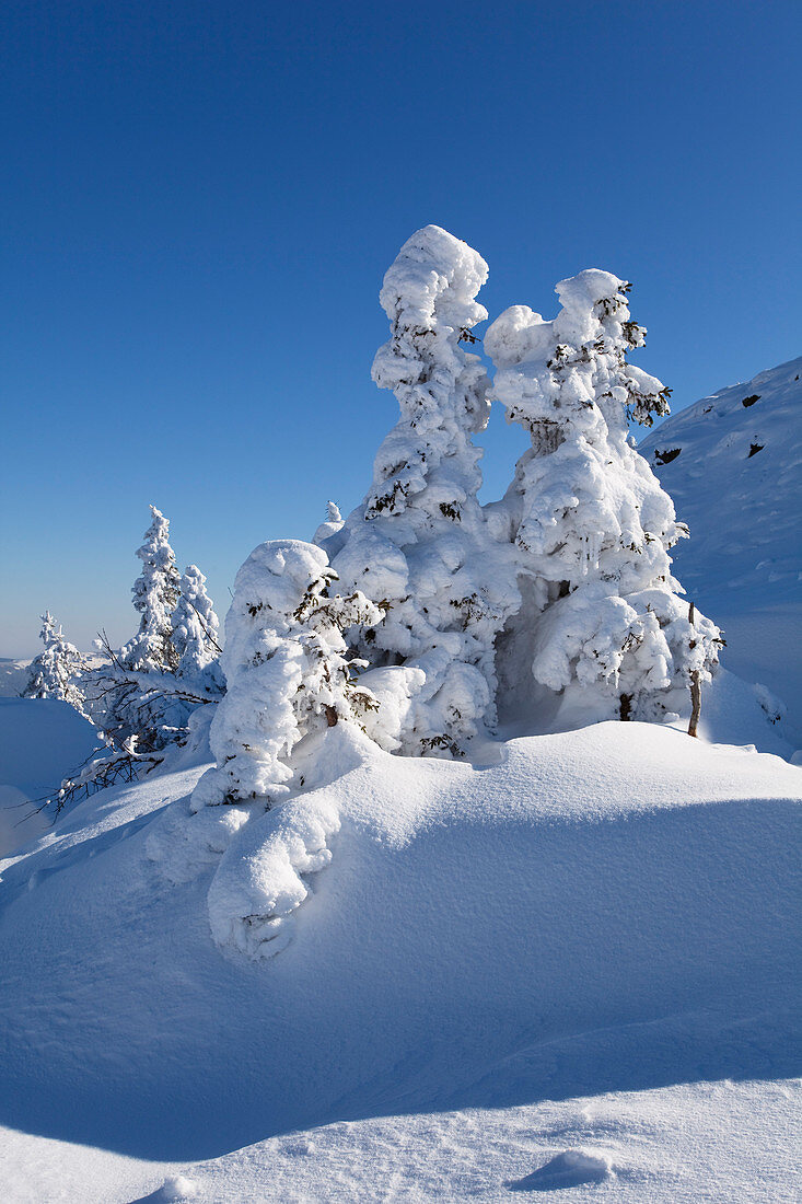 Verschneite Fichten, Winterlandschaft auf dem Arber, Bayern, Deutschland
