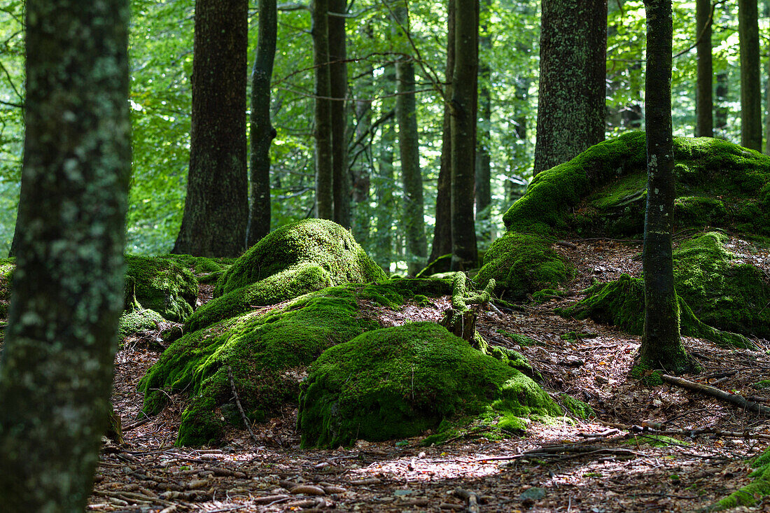 Mixed forest, Bavarian Forest National Park, Lower Bavaria, Germany, Europe