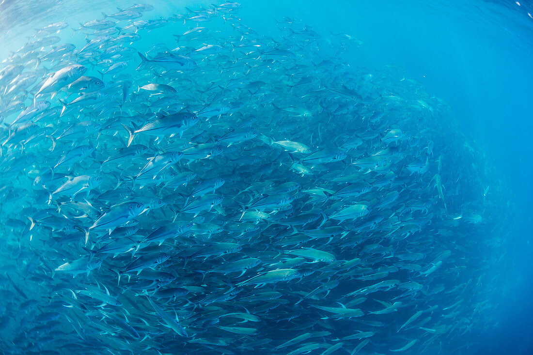 A large school of bigeye trevally (Caranx sexfasciatus) in deep water near Cabo Pulmo, Baja California Sur, Mexico, North America