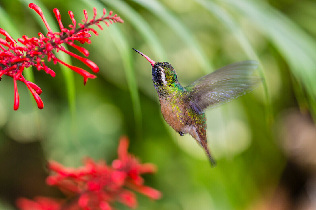 Adult male Xantus's hummingbird (Hylocharis xantusii), Todos Santos, Baja California Sur, Mexico, North America