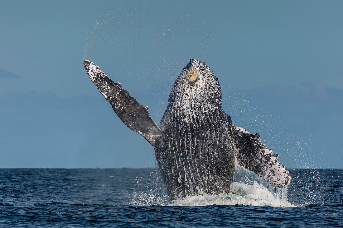 Adult humpback whale (Megaptera novaeangliae), breaching in the shallow waters of Cabo Pulmo, Baja California Sur, Mexico, North America