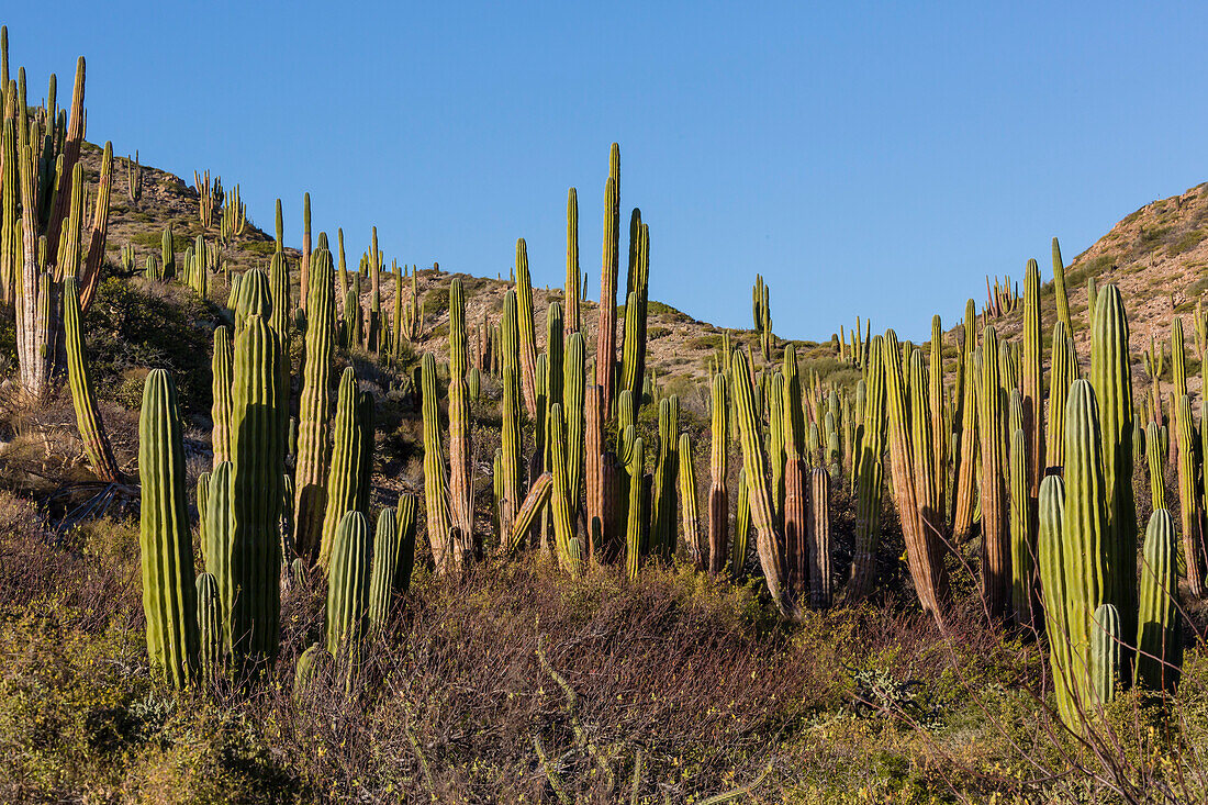 Cardon cactus (Pachycereus pringlei), on Isla Santa Catalina, Baja California Sur, Mexico, North America