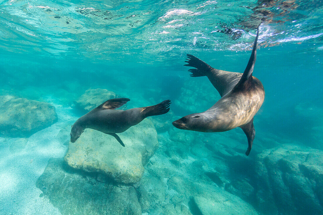 California sea lions (Zalophus californianus), playing underwater at Los Islotes, Baja California Sur, Mexico, North America