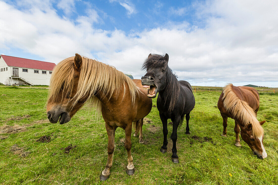 Adult Icelandic horses (Equus ferus caballus), on a farm on the Snaefellsnes Peninsula, Iceland, Polar Regions