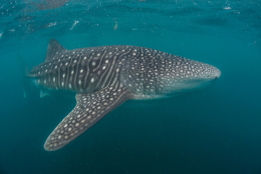 Whale shark (Rhincodon typus), filter feeding underwater off El Mogote, near La Paz, Baja California Sur, Mexico, North America