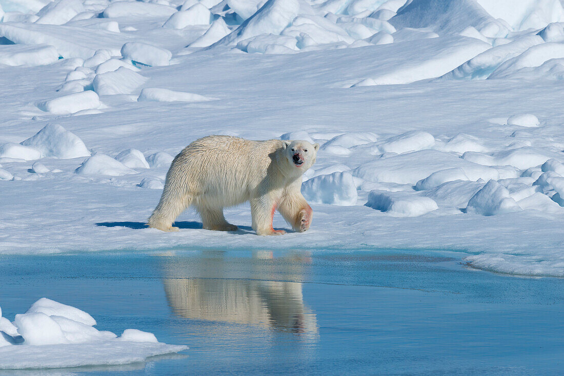 Male polar bear (Ursus maritimus) walking over pack ice, Spitsbergen Island, Svalbard archipelago, Arctic, Norway, Scandinavia, Europe