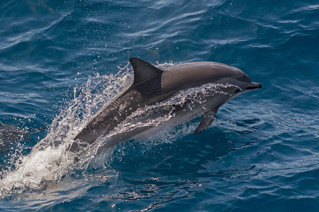 Clymene dolphin (Stenella clymene) porpoising with water trailing its flanks, offshore Senegal, West Africa, Africa