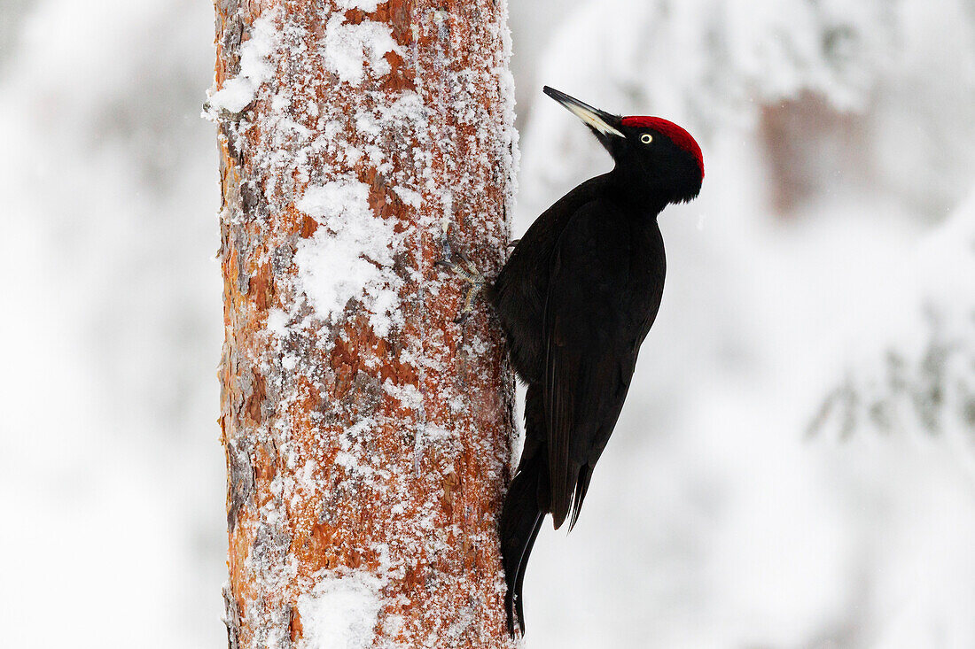 Black woodpecker (Dryocopus martius), on a snow covered coniferous tree trunk searching for ants and grubs, Taiga Forest, Finland, Scandinavia, Europe