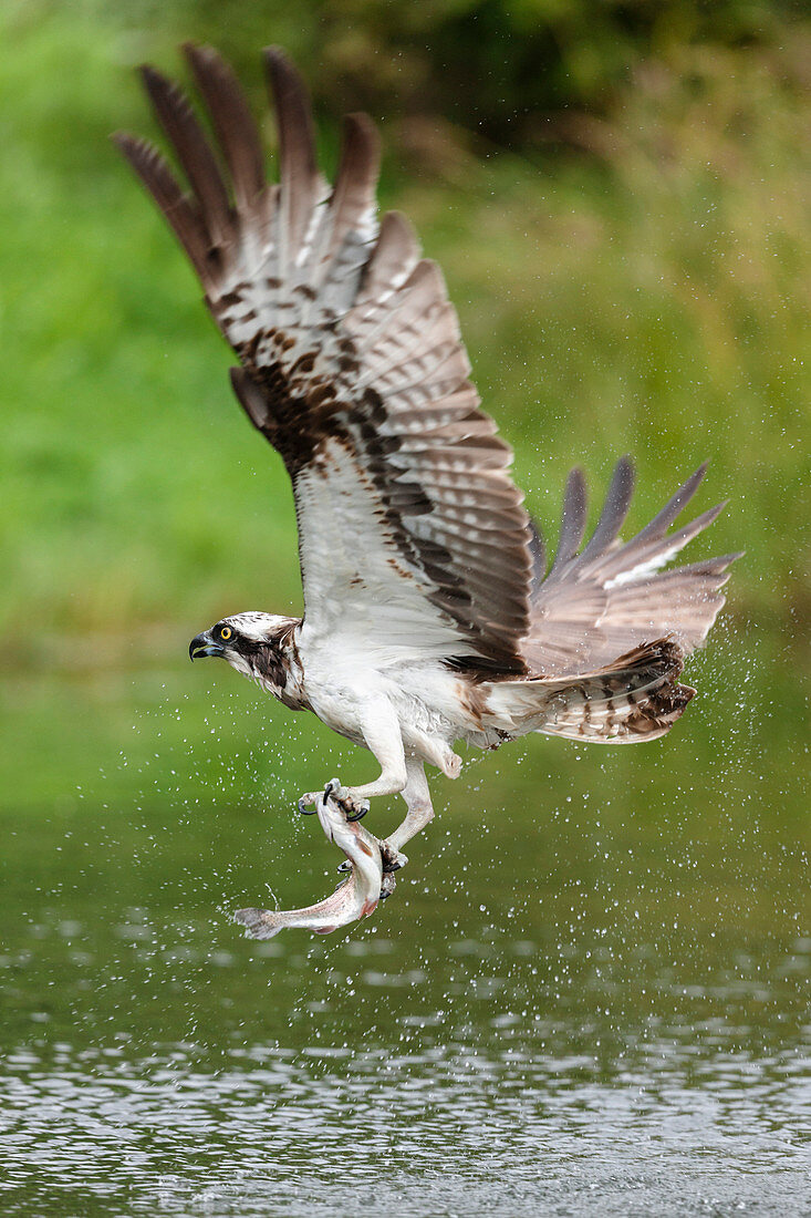 Osprey (Pandion haliaetus) flying above a pond after a successful fishing trip with a fish grasped in its talons, Pirkanmaa, Finland, Scandinavia, Europe