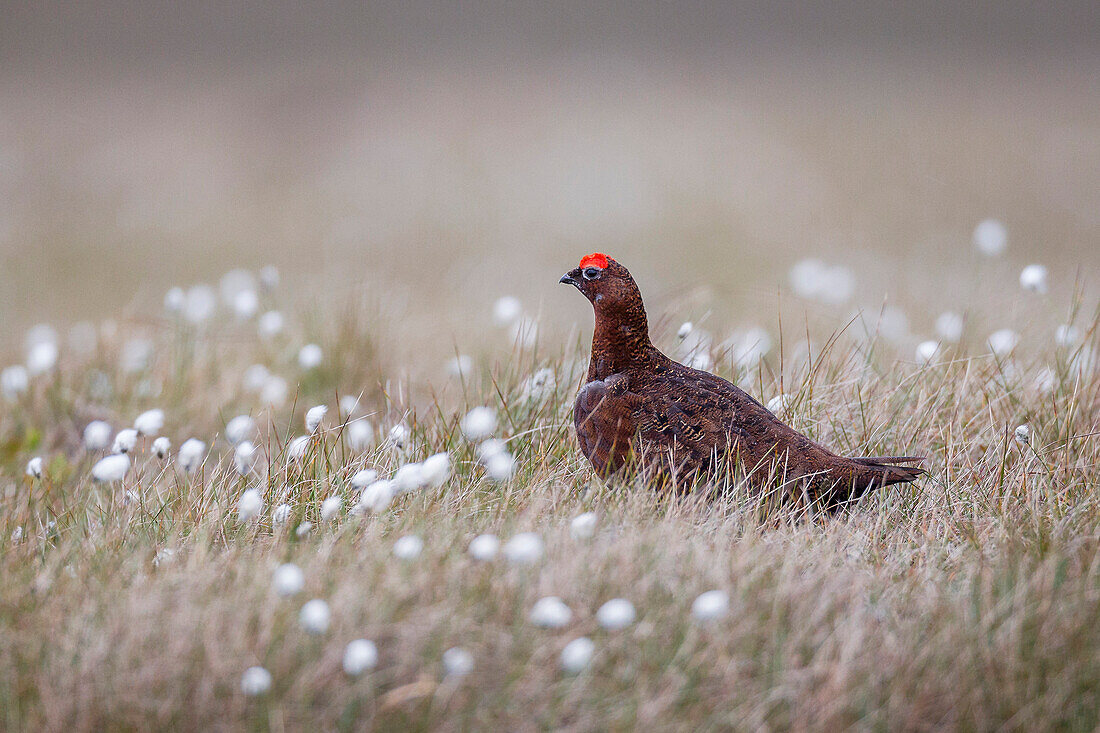 A male red grouse (Lagopus lagopus) on the ground in North Yorkshire Moors National Park, Yorkshire, England, United Kingdom, Europe