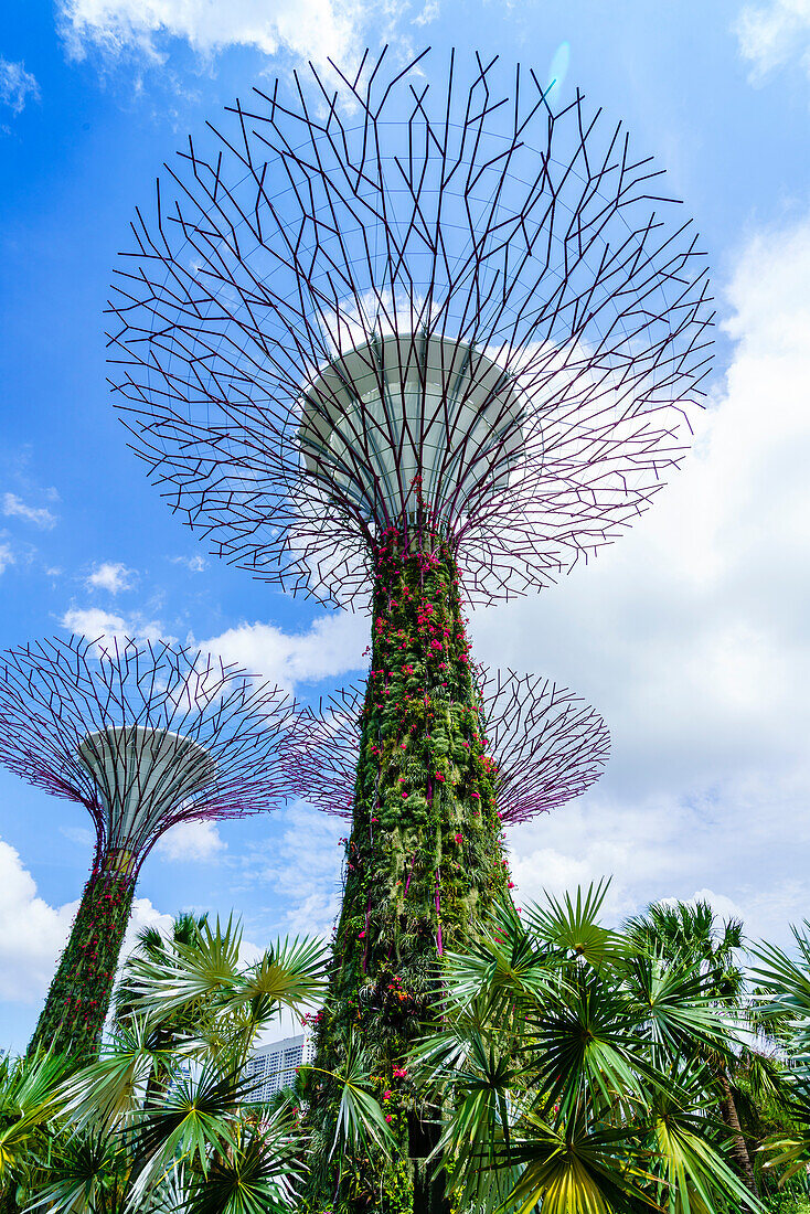 Supertree Grove in the Gardens by the Bay, a futuristic botanical gardens and park, Marina Bay, Singapore, Southeast Asia, Asia