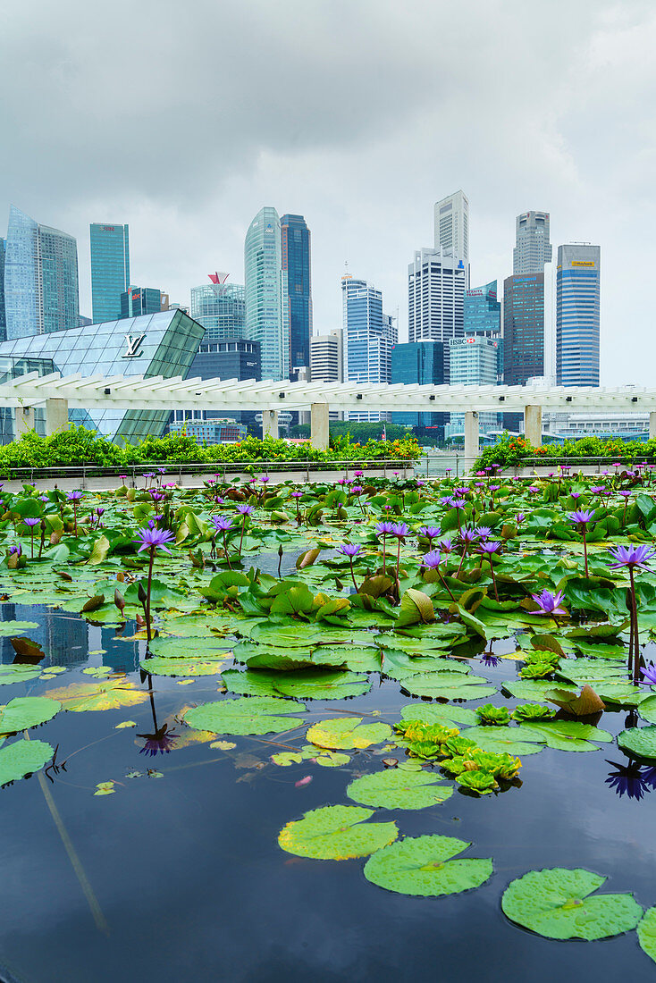Water lily garden by the ArtScience Museum with city skyline beyond, Marina Bay, Singapore, Southeast Asia, Asia