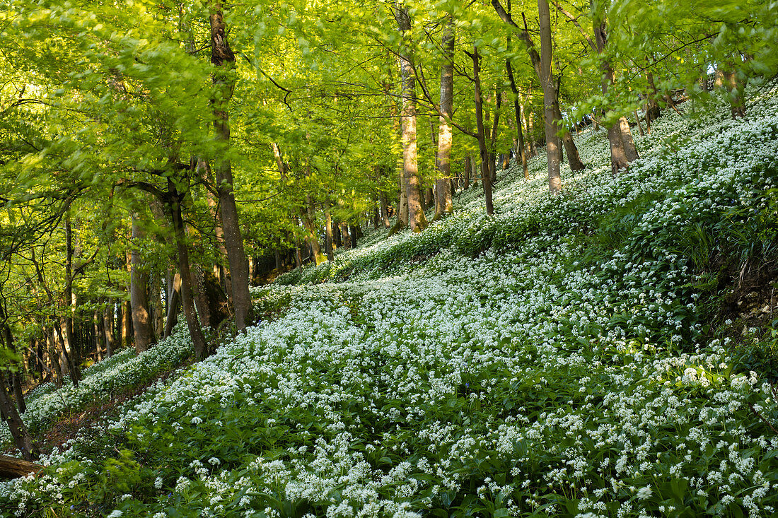A carpet of wild garlic (ramsons) on a hilly section of this British deciduous woodland in springtime, United Kingdom, Europe