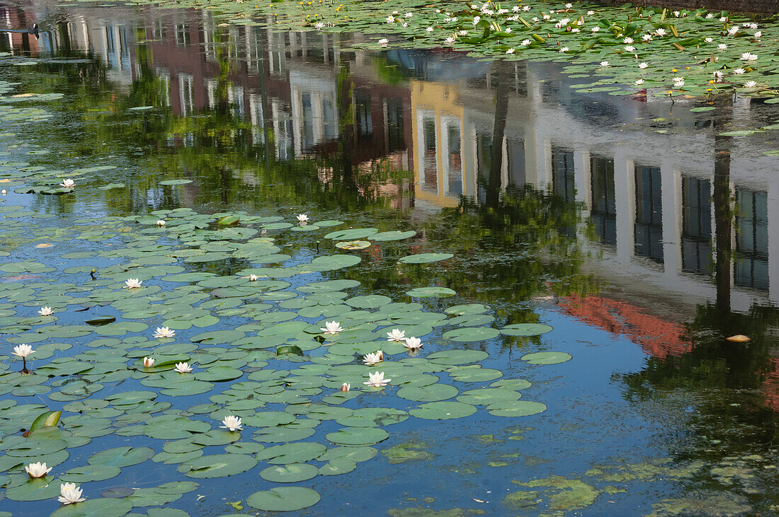 Canal scene with reflections and floating lilies, Delft, Holland, Europe