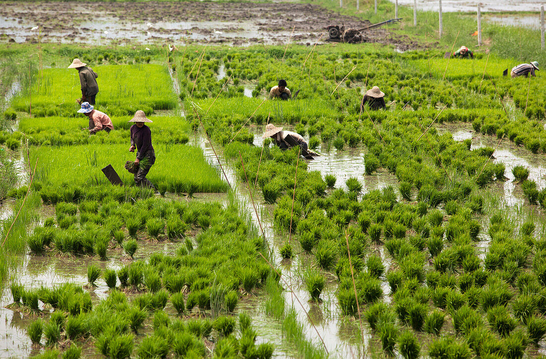 Tending the rice paddies, Shan State, Myanmar (Burma), Asia