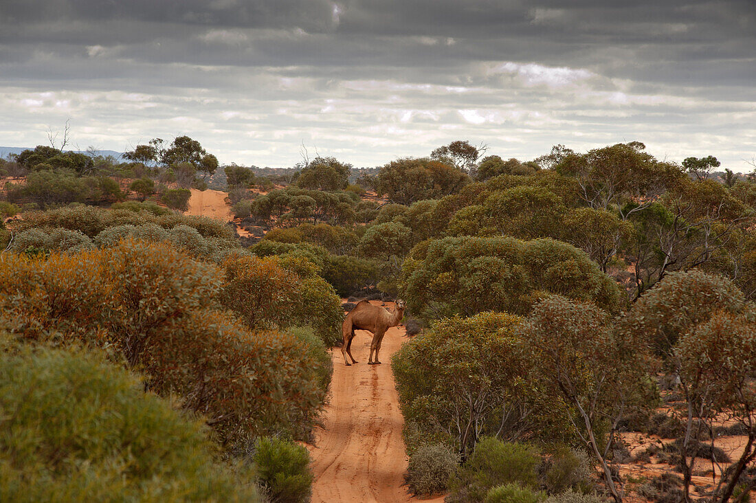 Feral camel along the Goog's Track, Goog's Track, Australia, South Australia