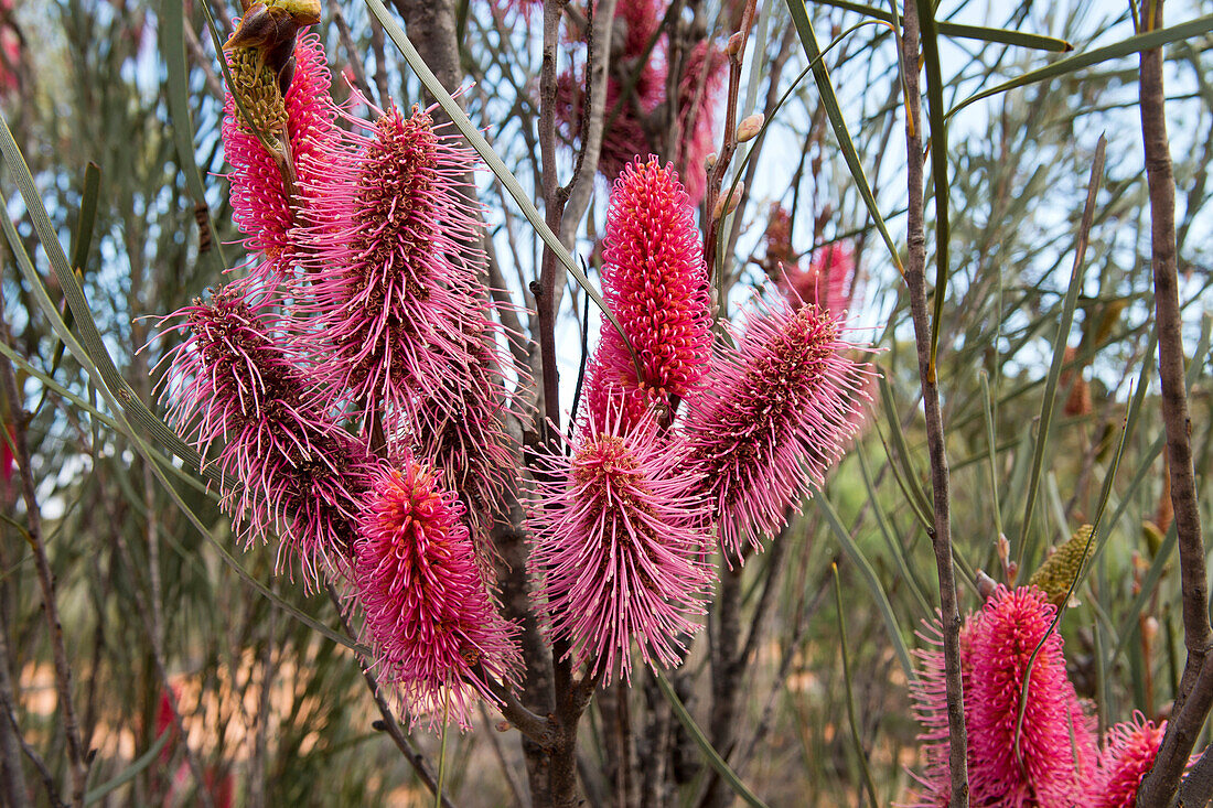 A flowering hakea along the Goog's Track, Goog's Track, Australia, South Australia