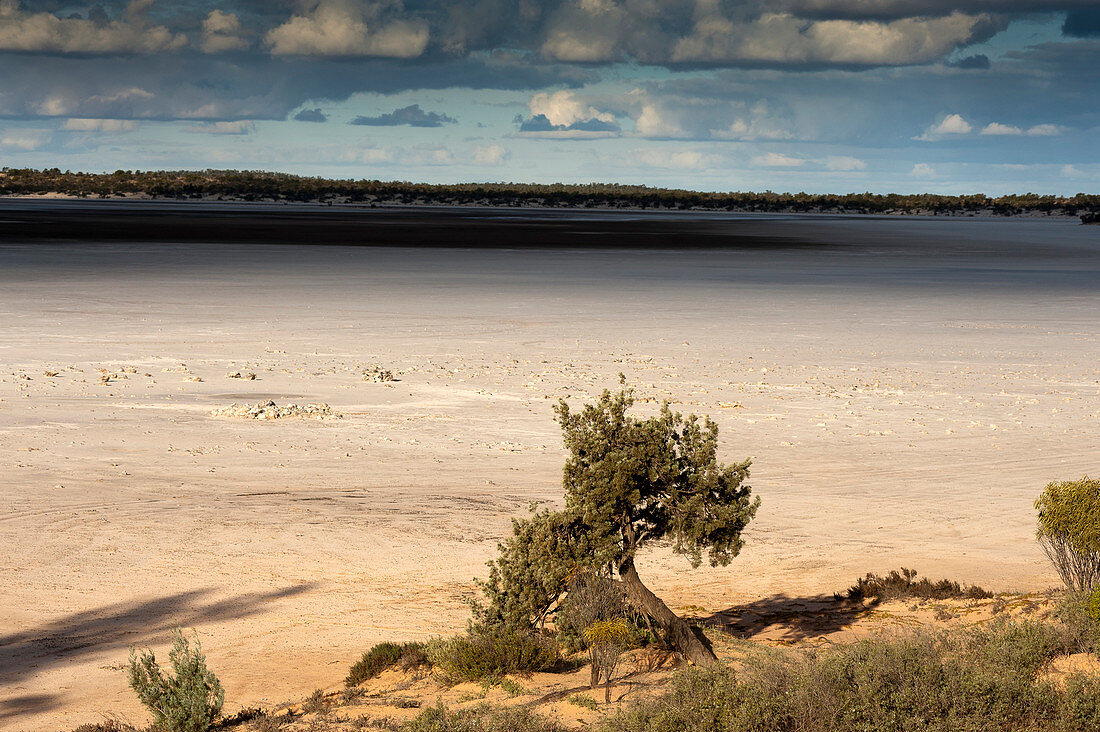Tree at the shores of Goog's Lake, a salt lake, Goog's Track, Australia, South Australia