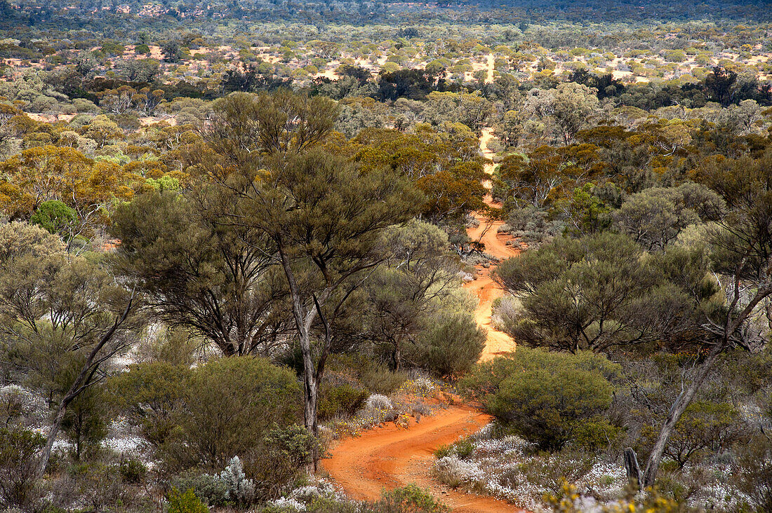 Die überwachsene Sandpiste des Goog's Track, Goog's Track, Südaustralien, Australien
