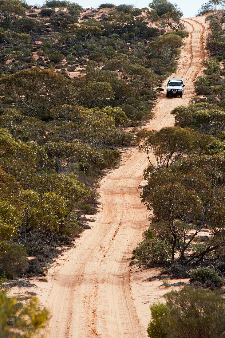 Through the overgrown sand dunes along the Goog's Track, Goog's Track, Australia, South Australia