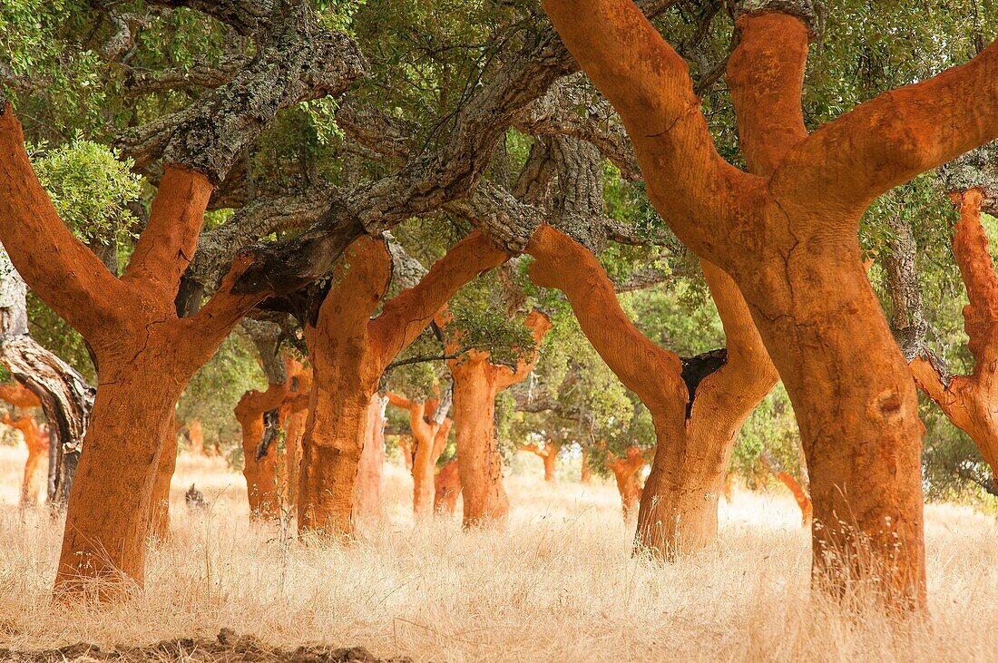 Cork Oak (Quercus suber) forest uncorked Sierra de San Pedro San Vicente de Alcantara Province of Badajoz Extremadura Spain