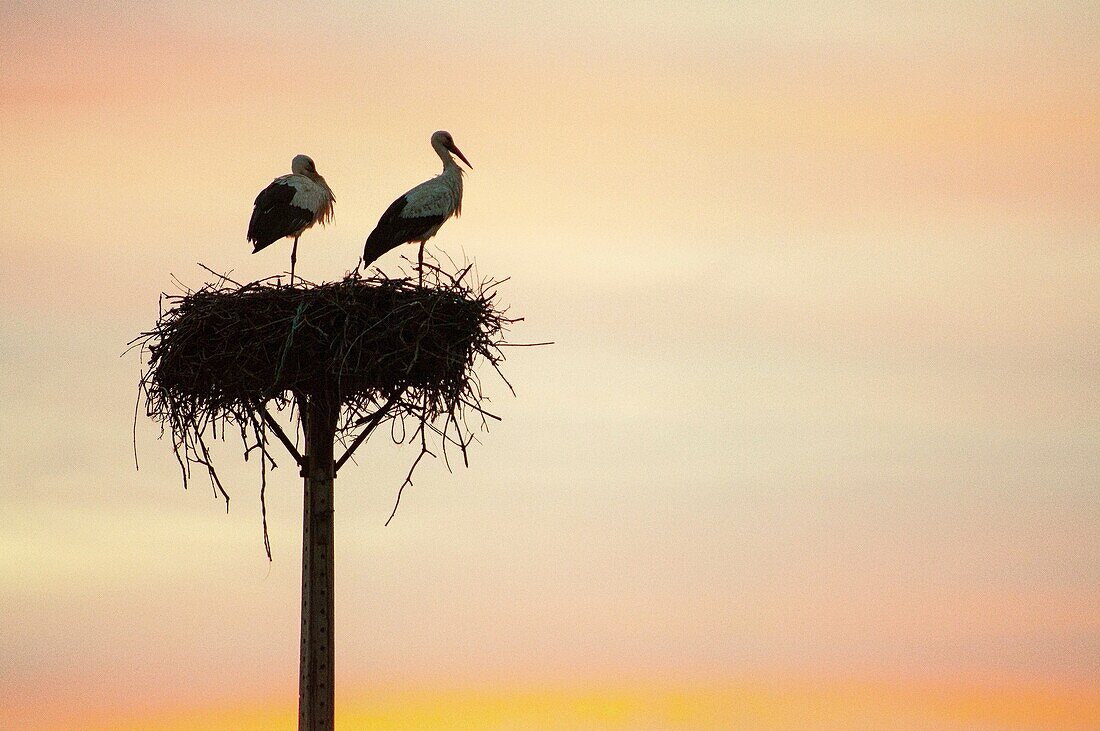 Sunset with couple of white storks in the nest San Vicente de Alcantara Province of Badajoz Extremadura Spain