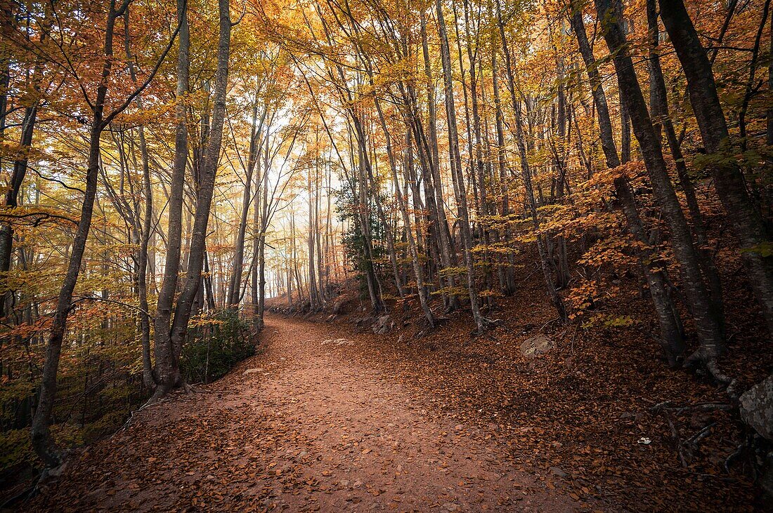 Montseny forest in autumn.