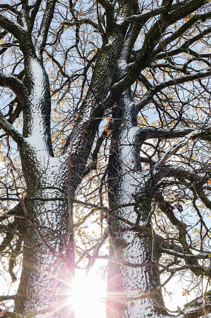 Oak with double stem at Muensing, Bavaria, Germany