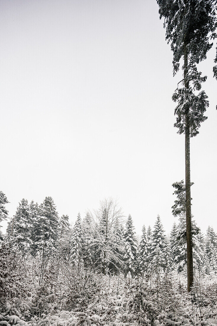 Fir tree in winter mixed forest, mountain, Bavaria, Germany