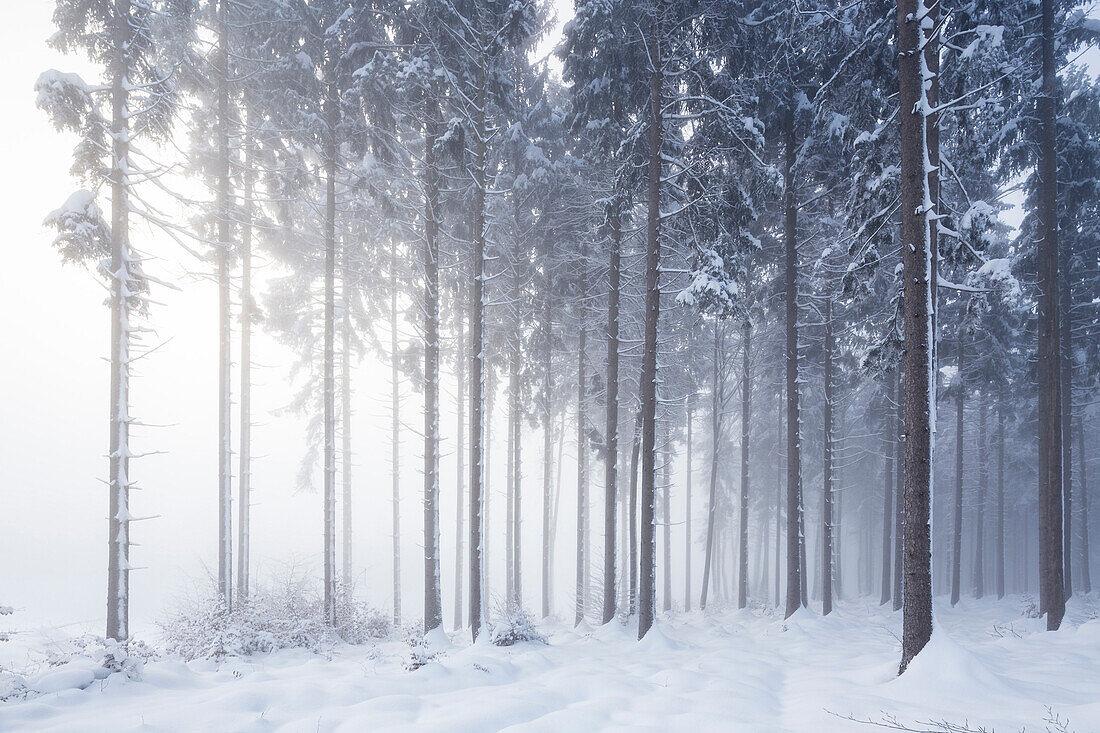 Wintery Tannenwald above Tutzing and Ilkahoehe, Bavaria, Germany