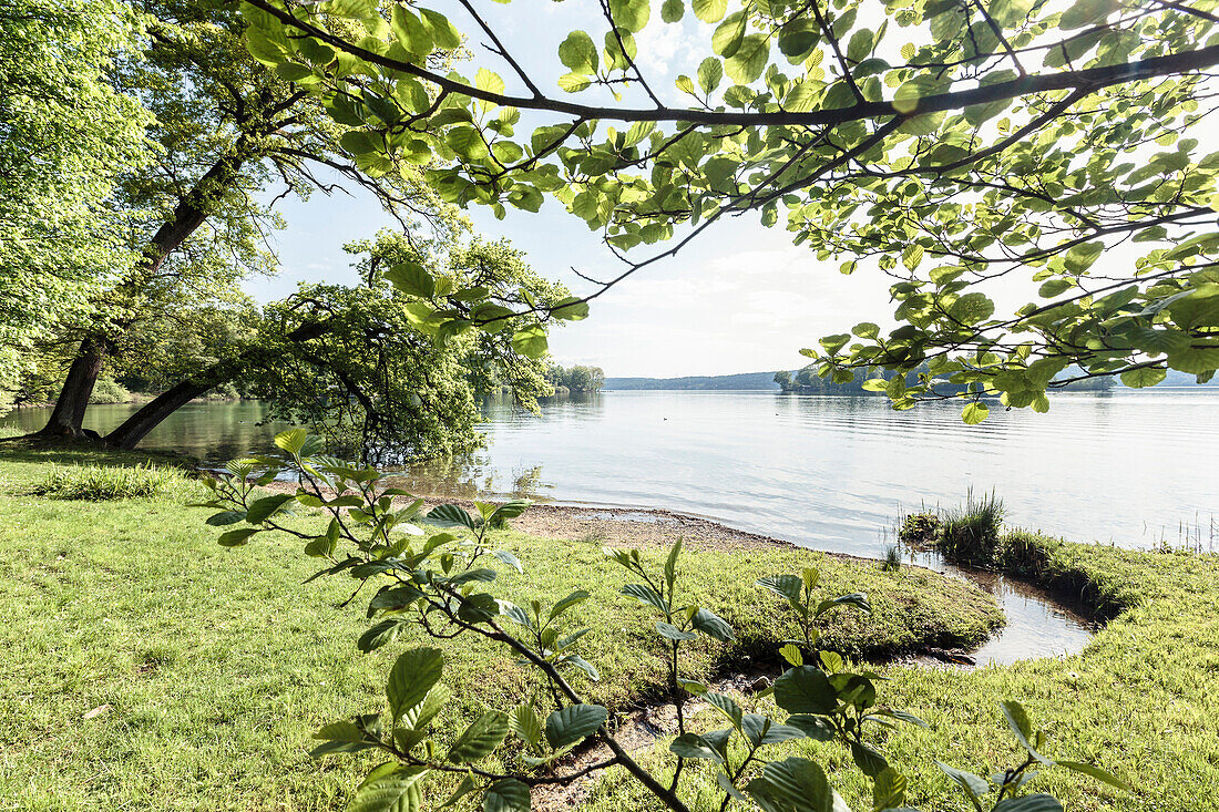 Stream running into lake Starnberg. Oak trees on the left, rose island in the background. Feldafing, Bavaria, Germany