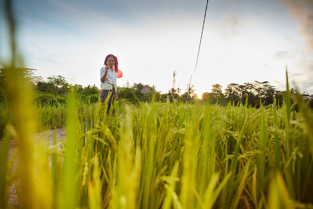 Reisbäuerin, Reisfeld Penestanan, Bali, Indonesien