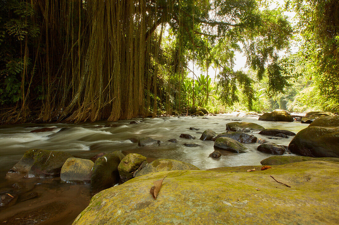 River of the Ayung River, near Ubud, Bali, Indonesia