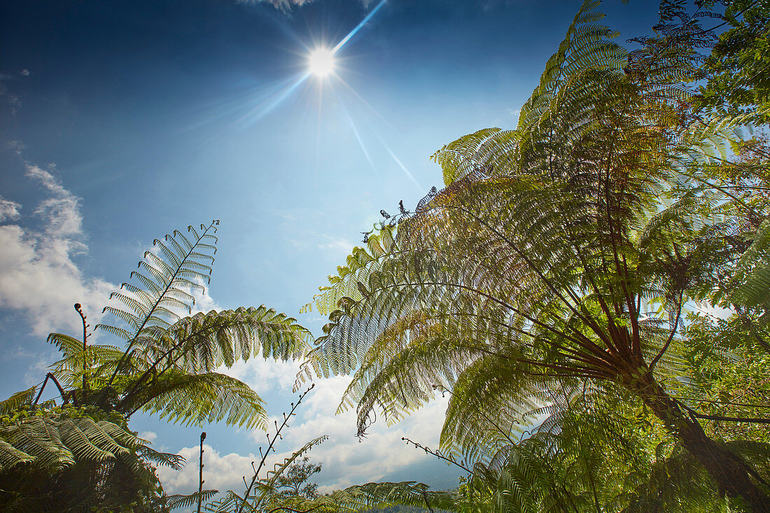 Tree ferns at the foot of Gunung Agung volcano, Bali, Indonesia