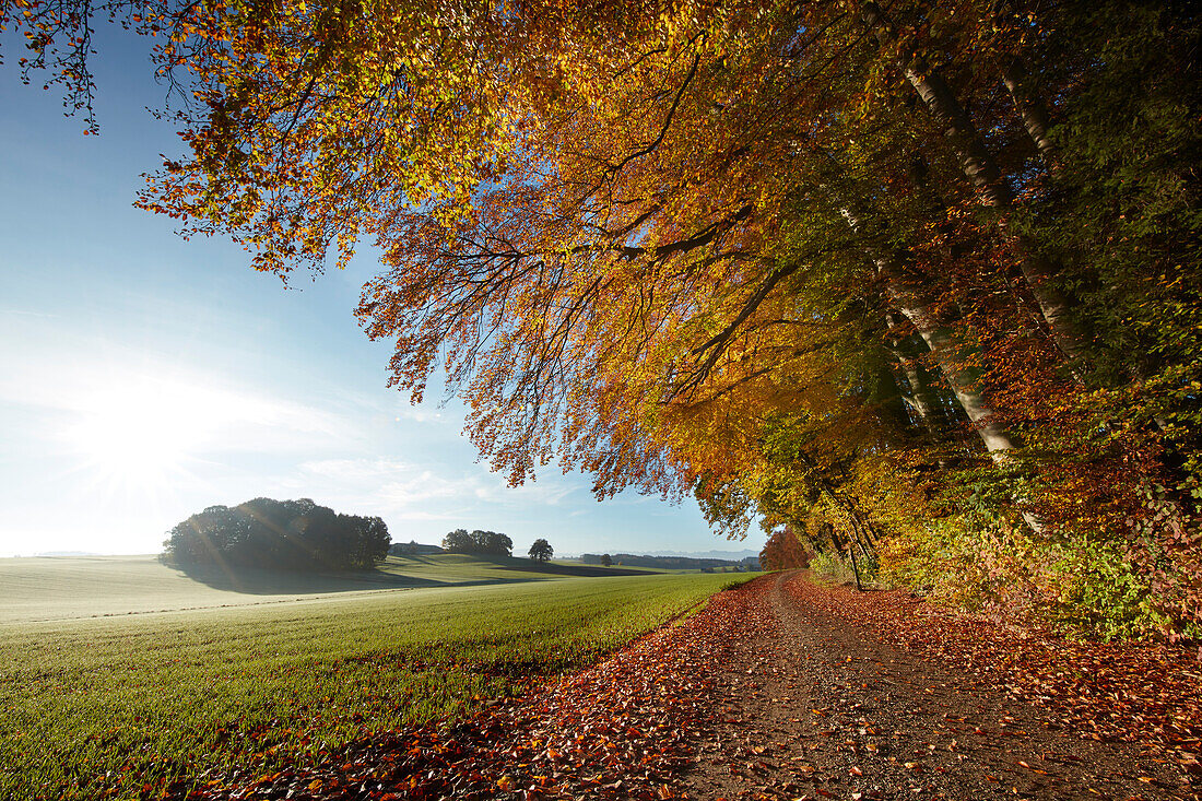 Farm track in the autumn, Voralpenland, Attenkam, Muensing, Oberbayer, Germany