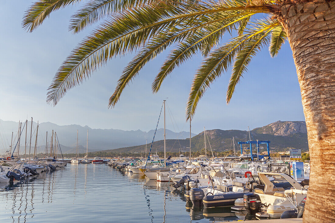 Harbour of Calvi, Corsica, Southern France, France, Southern Europe