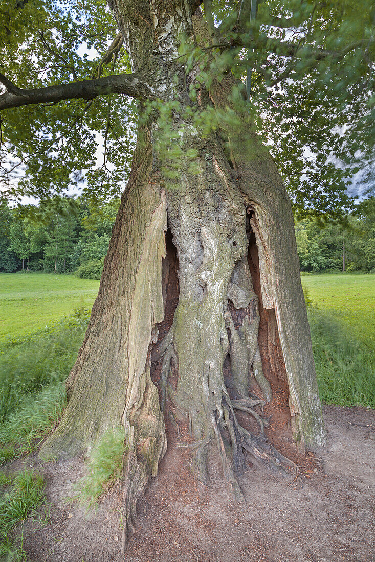 A birch growns in an oak in Jenisch park, Hanseatic City of Hamburg, Northern Germany, Germany, Europe