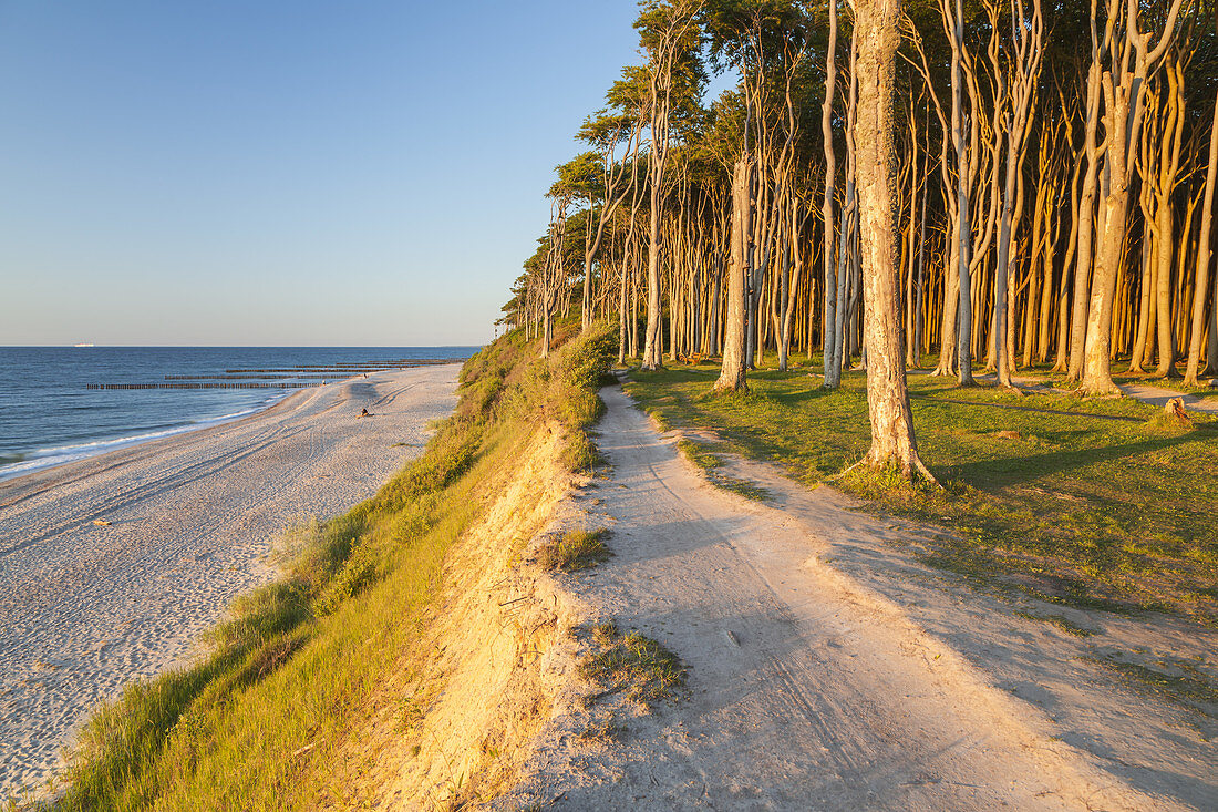 Path along the cliffs and beech forest in Nienhagen, Baltic Sea Coast, Mecklenburg-Western Pomerania, Northern Germany, Germany, Europe