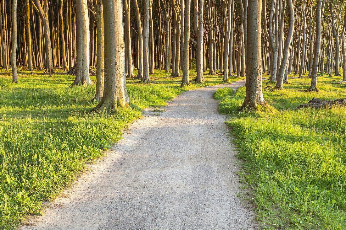 Path in beech forest in Nienhagen, Baltic Sea Coast, Mecklenburg-Western Pomerania, Northern Germany, Germany, Europe