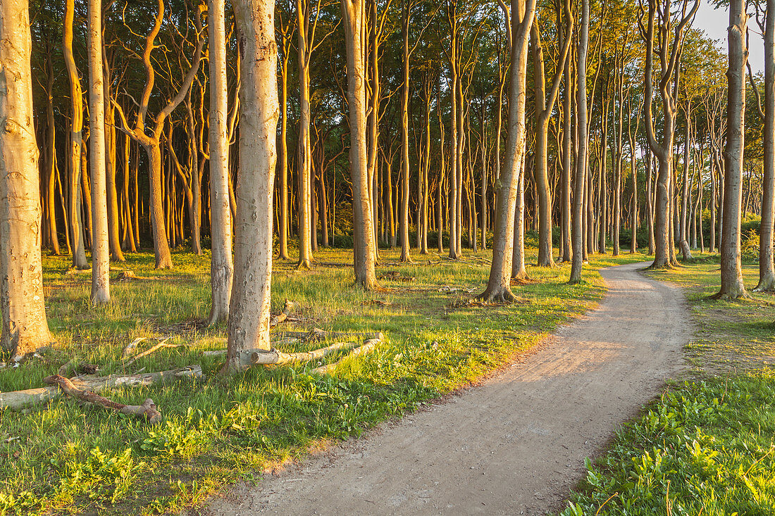 Path in beech forest in Nienhagen, Baltic Sea Coast, Mecklenburg-Western Pomerania, Northern Germany, Germany, Europe