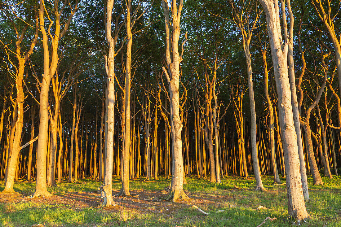 Beech forest in Nienhagen, Baltic Sea Coast, Mecklenburg-Western Pomerania, Northern Germany, Germany, Europe