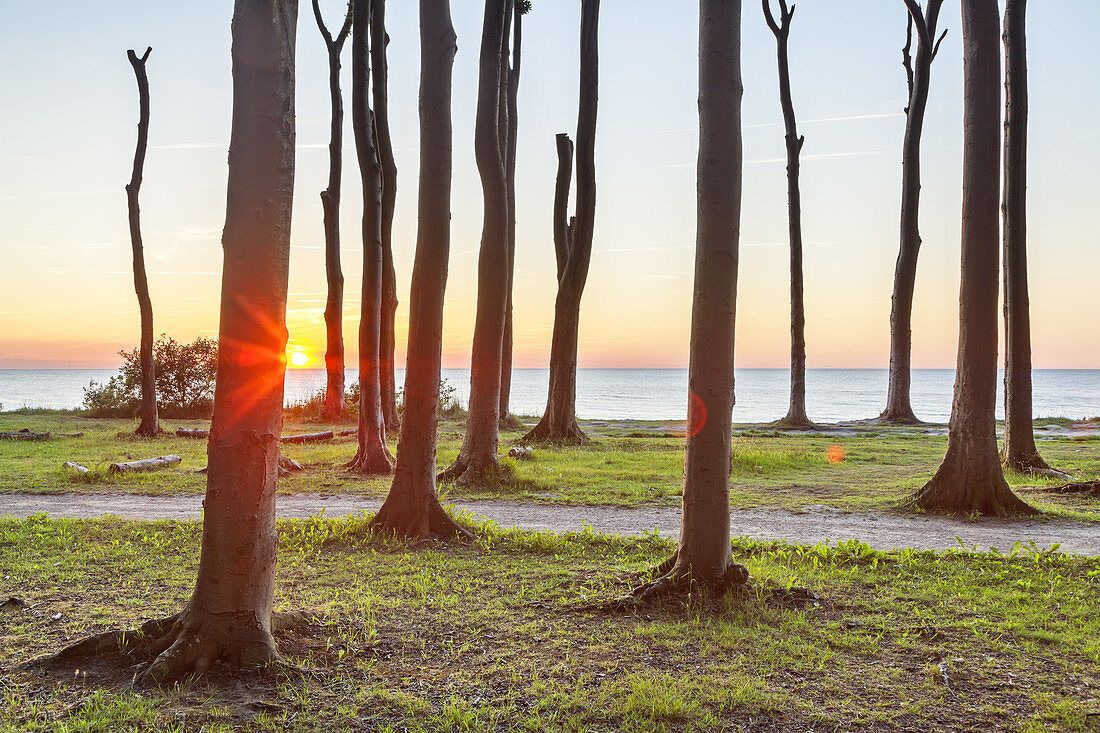 Beech forest in Nienhagen, Baltic Sea Coast, Mecklenburg-Western Pomerania, Northern Germany, Germany, Europe