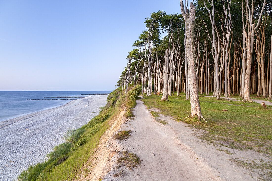 Weg am Gespensterwald entlang der Steilküste, an der Ostsee im Ostseebad Nienhagen, Ostseeküste, Mecklenburg-Vorpommern, Norddeutschland, Deutschland, Europa