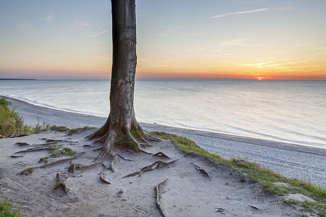 Beech forest in Nienhagen, Baltic Sea Coast, Mecklenburg-Western Pomerania, Northern Germany, Germany, Europe