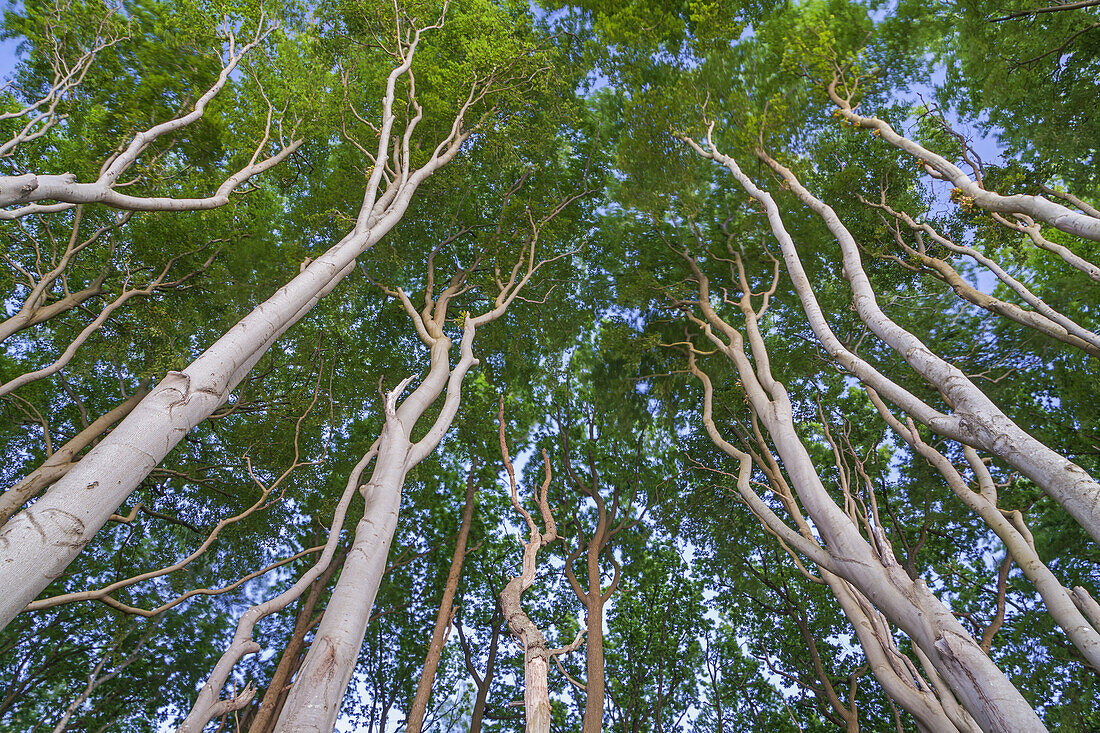 Beech forest in Nienhagen, Baltic Sea Coast, Mecklenburg-Western Pomerania, Northern Germany, Germany, Europe