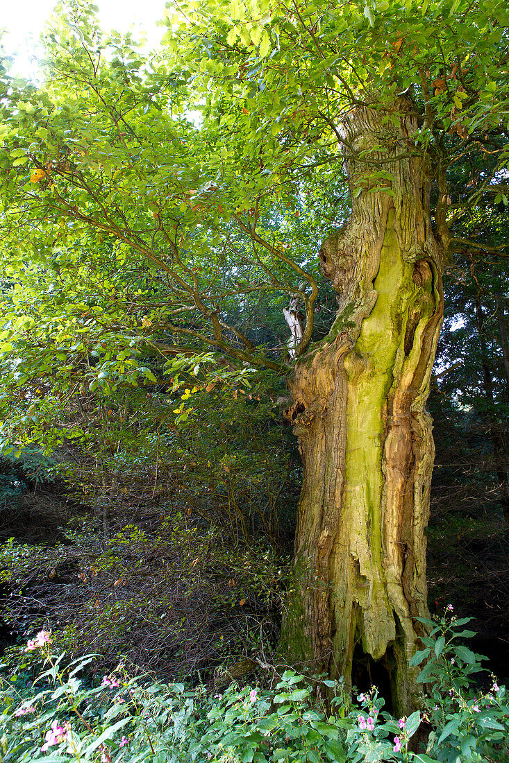 Hohle Eiche (Quercus robur) nahe Frankenau, Nordhessen, Hessen, Deutschland, Europa