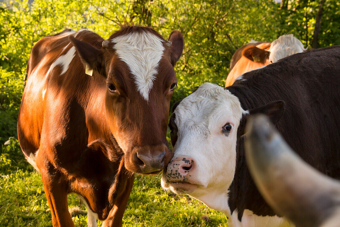 Friendly cows in a meadow, holiday house Schoeneweiss, Voehl, Hesse, Germany, Europe