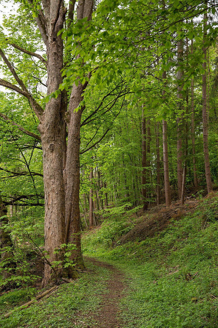 Walking track around Haina monastery through Stamford's garden with sycamore maple trees (Acer pseudoplatanus) Haina, Hesse, Germany, Europe