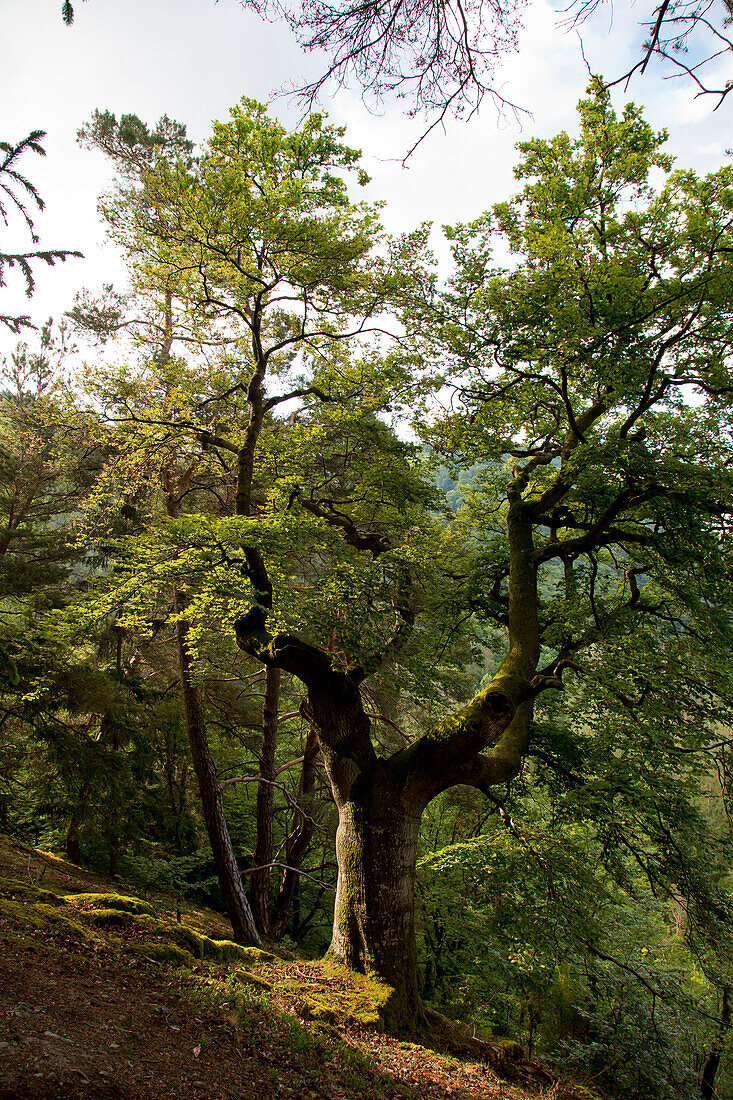 Giant beech tree (Fagus sylvatica) in the beech forest at Kellerwald-Edersee National Park in summer, Lake Edersee, Hesse, Germany, Europe