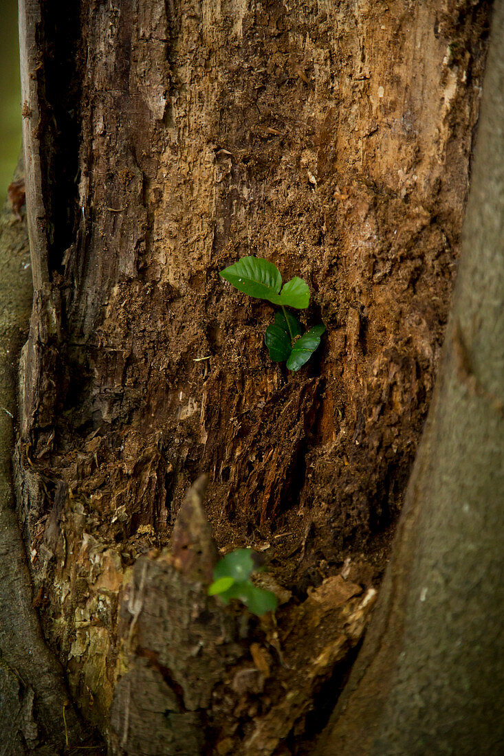 Close-up of freshly grown beech tree leaves (Fagus sylvatica) in an old tree stump in Kellerwald-Edersee National Park, Lake Edersee, Hesse, Germany, Europe